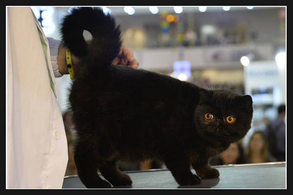 cat sho roma