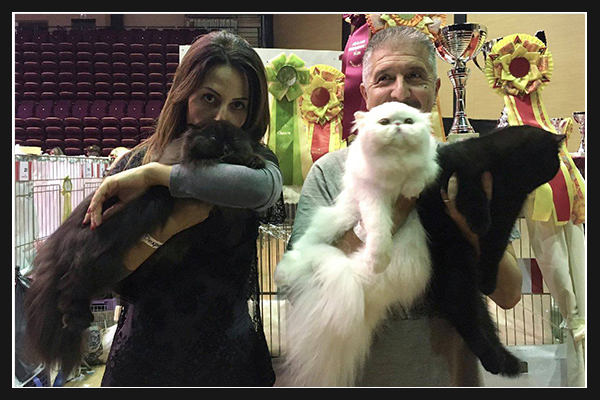 cat show mandelieu