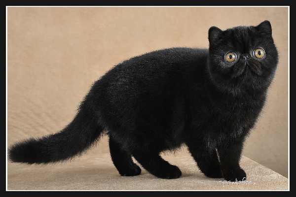 expo-felina-di-gonzaga