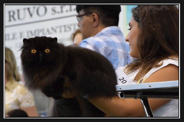 expo-felina-di-siena-2016