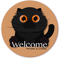 Allevamento Gatti persiani ed exotic – Welcome Cattery